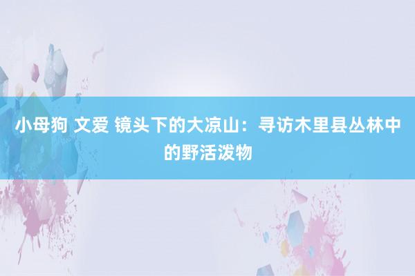 小母狗 文爱 镜头下的大凉山：寻访木里县丛林中的野活泼物