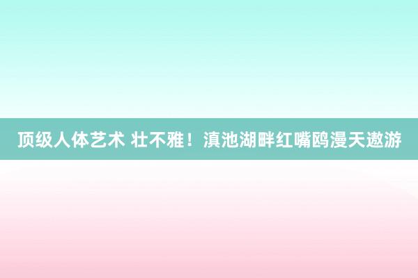 顶级人体艺术 壮不雅！滇池湖畔红嘴鸥漫天遨游