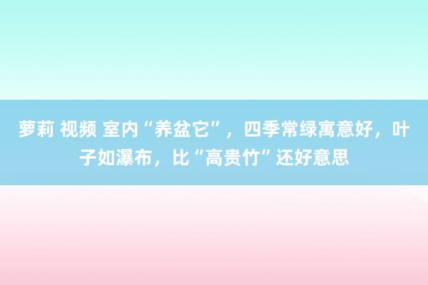 萝莉 视频 室内“养盆它”，四季常绿寓意好，叶子如瀑布，比“高贵竹”还好意思