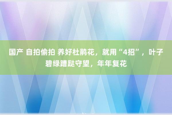 国产 自拍偷拍 养好杜鹃花，就用“4招”，叶子碧绿蹧跶守望，年年复花