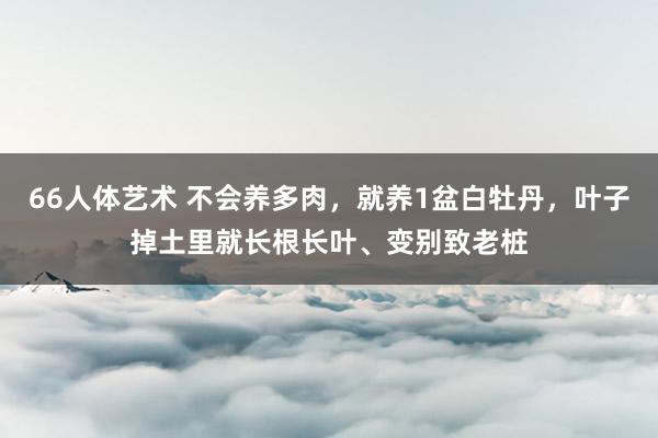 66人体艺术 不会养多肉，就养1盆白牡丹，叶子掉土里就长根长叶、变别致老桩