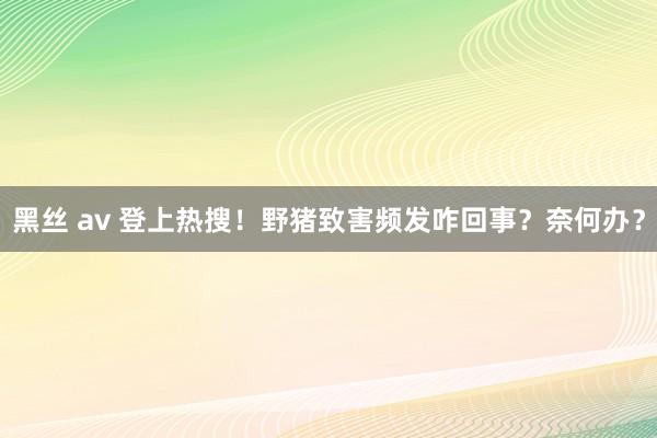 黑丝 av 登上热搜！野猪致害频发咋回事？奈何办？